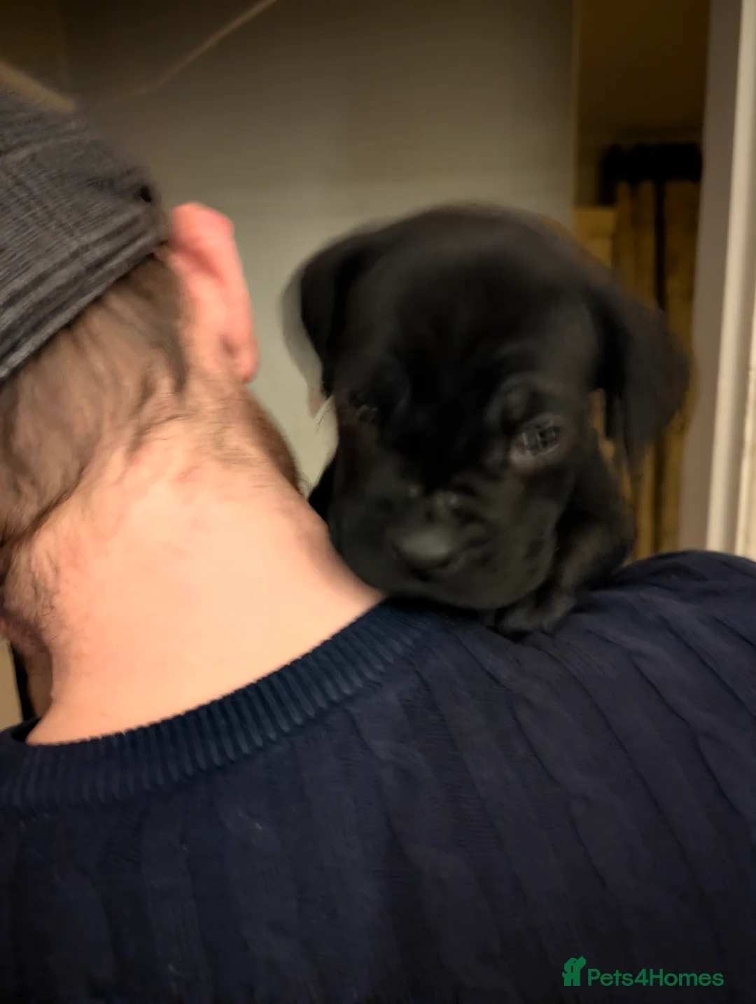 Cane Corso dogs for sale: Cane corso puppies  - Advert 4