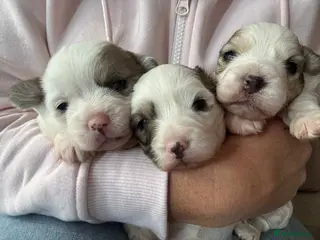 Poochon dogs Poochon puppies - Advert 15