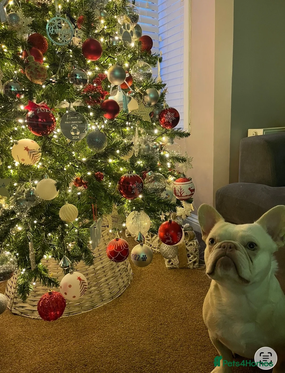 French Bulldog dogs for sale: Male French Bulldog - Polar - Advert 2