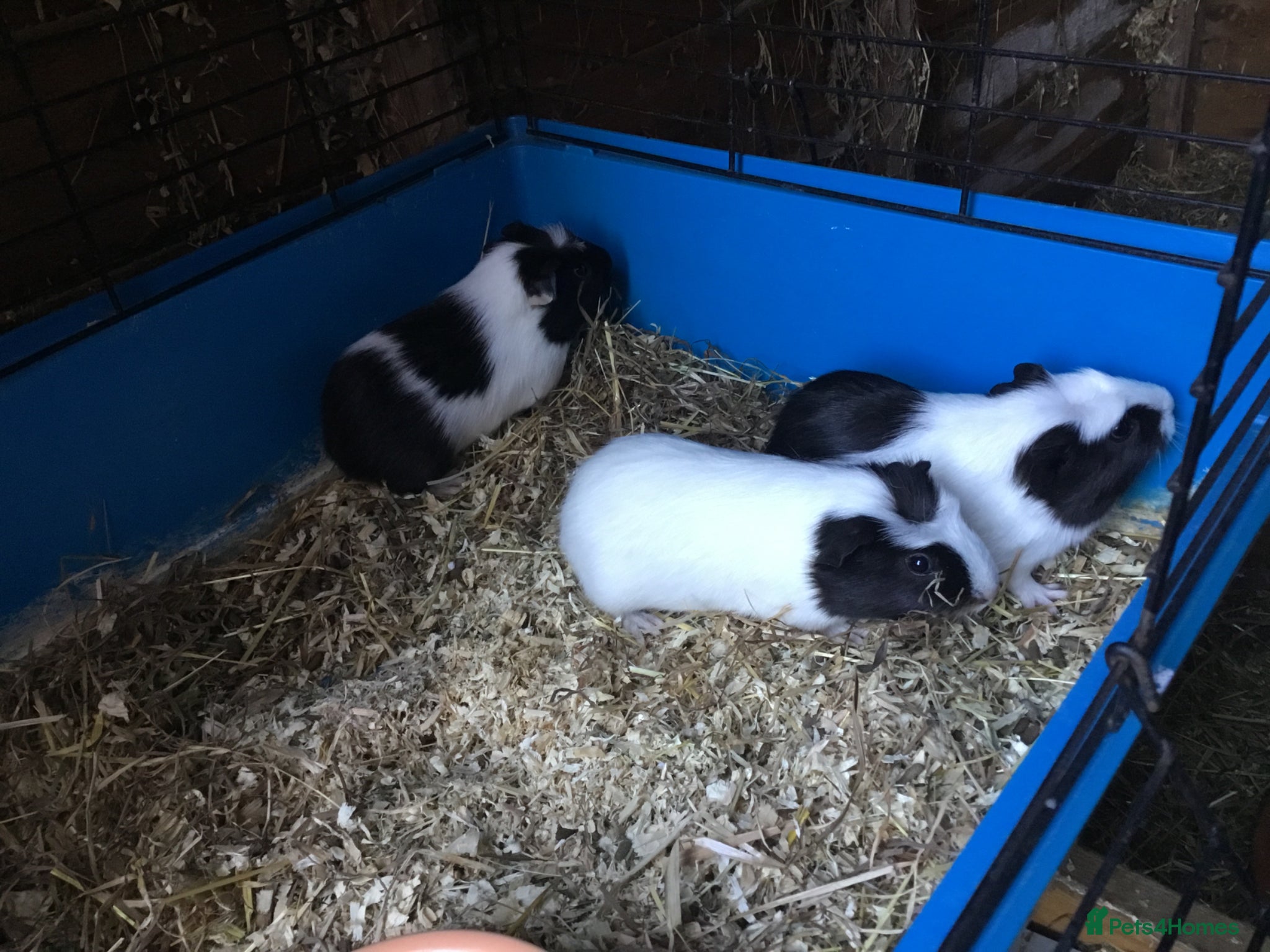 Guinea Pig rodents baby males, and adult females  - Advert 18