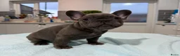 French Bulldog dogs for sale: French Bulldog puppies one girl and one boy - Advert 6