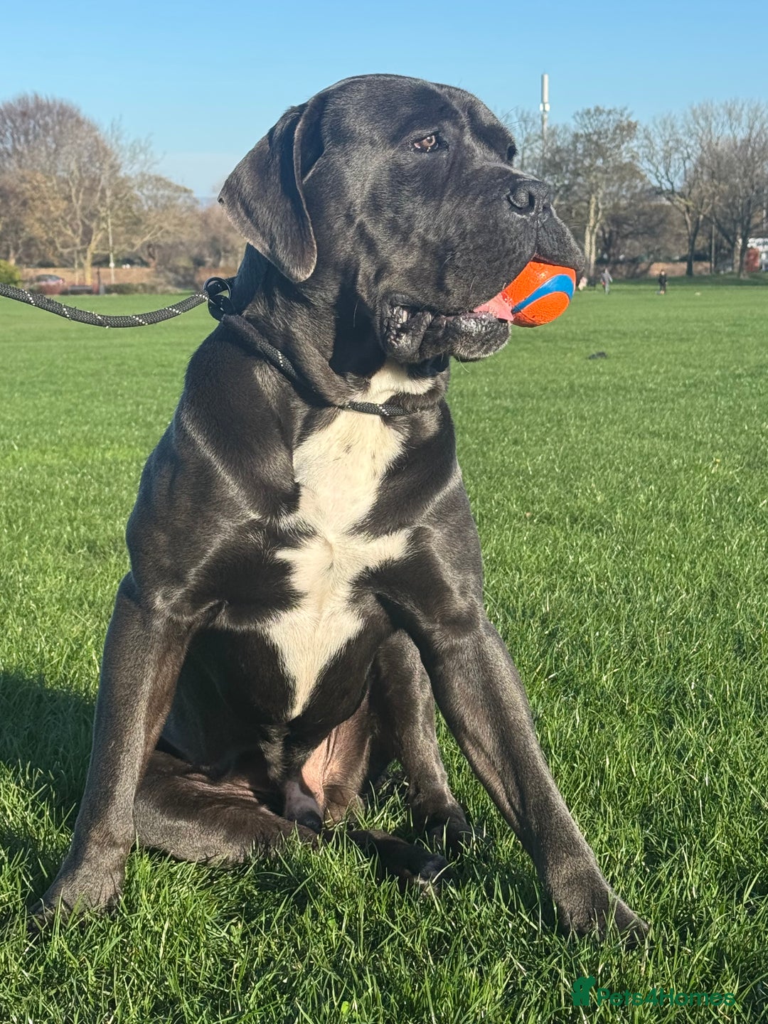 Cane Corso dogs for sale: Rehoming my dog  - Advert 3