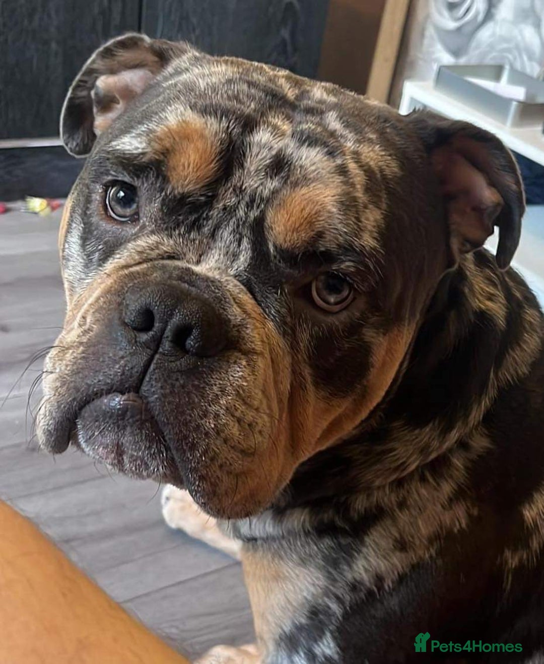 Olde English Bulldogge dogs for sale: Dog looking for a new home - Image 7
