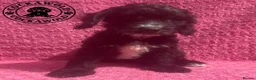 Cockapoo dogs for sale: 💖 Exceptional F1 Cockapoo Puppies 💖  - Advert 3