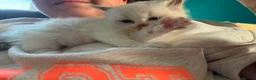 Ragdoll cats for sale: Ragdoll - Advert 6