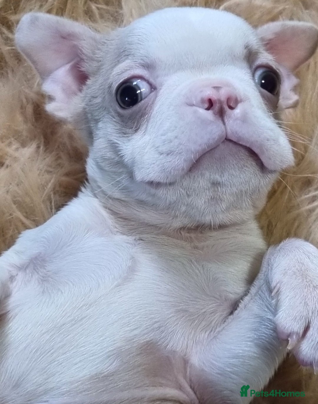 Boston Terrier dogs for sale: 5* KC Boston Terrier Blue Eyed lilac - Advert 2