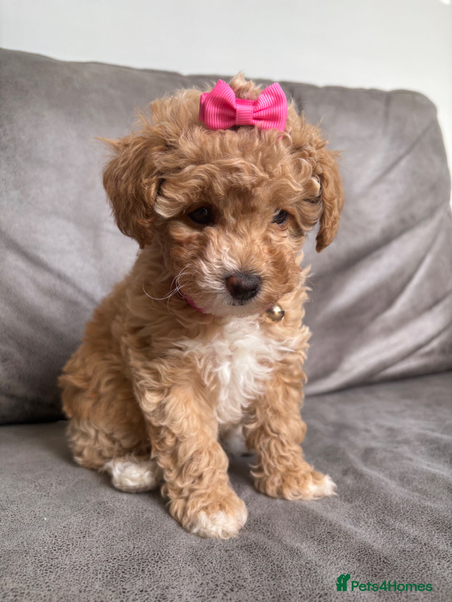 Maltipoo dogs Adorable Toy Poodle little girl £1200 available - Advert 18