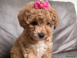 Maltipoo dogs Adorable Toy Poodle little girl £1200 available - Advert 18