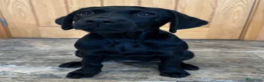 Labrador Retriever 4