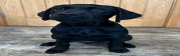 Labrador Retriever dogs for sale: KC registered female working black Labrador - Advert 2