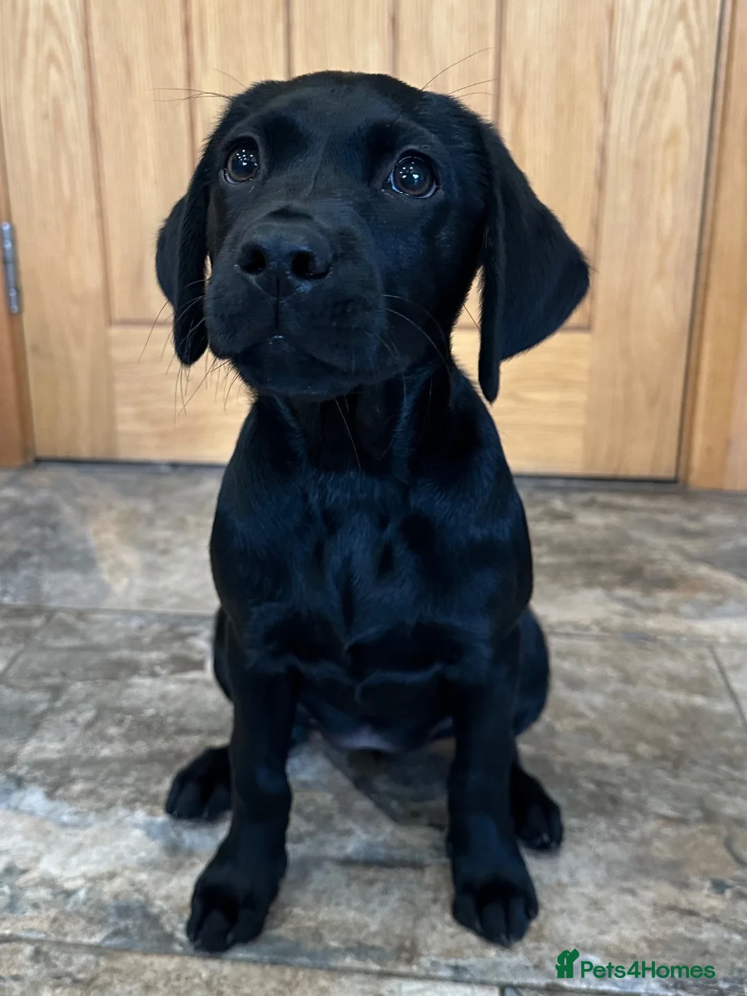 Labrador Retriever dogs for sale: KC registered female working black Labrador - Advert 2