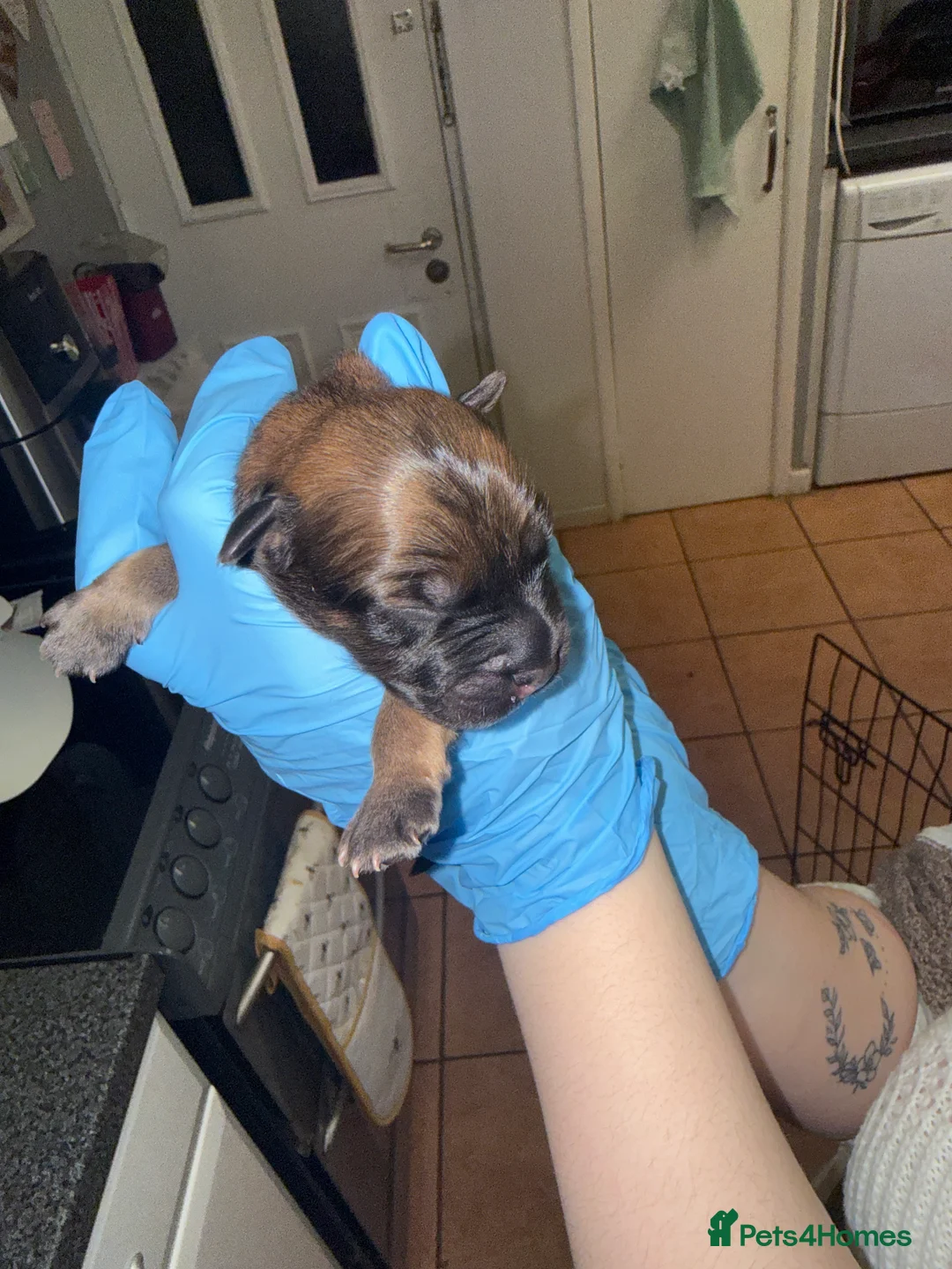 Mixed Breed dogs for sale: 10 puppy’s 6 boys 4 girls ready in 6 weeks  - Advert 2