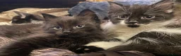 Mixed Breed cats for sale: Kittens for sale  - Advert 1
