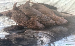 Cockapoo dogs for sale: chocolate&Black Cockapoos - Image 9