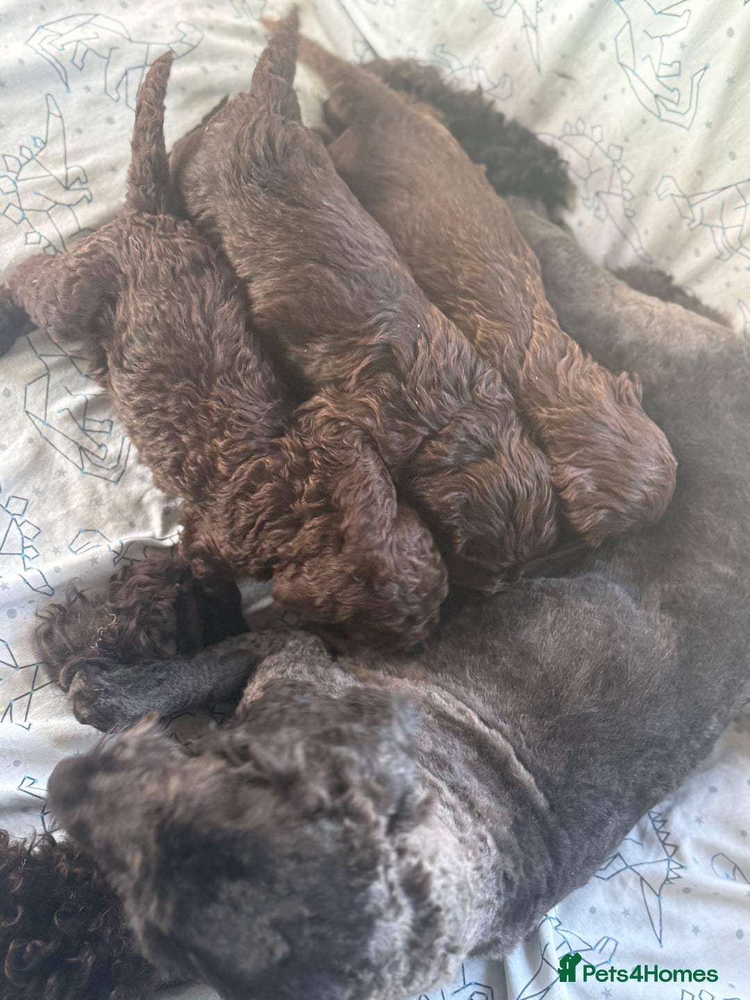 Cockapoo dogs for sale: chocolate&Black Cockapoos - Image 9