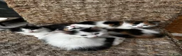 Mixed Breed cats for sale: Selling these adorable kittens  in Mitcham - Advert 3