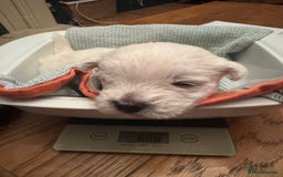 West Highland Terrier dogs for sale: Beautiful litter of west highland terriers  - Image 12