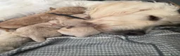 Goldendoodle dogs for sale: Beautiful Goldendoodle Puppies Available  - Advert 15