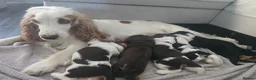 Cocker Spaniel dogs for sale: ❤️ Beautiful KC Registered Show Cocker Spaniels ❤️ - Advert 2