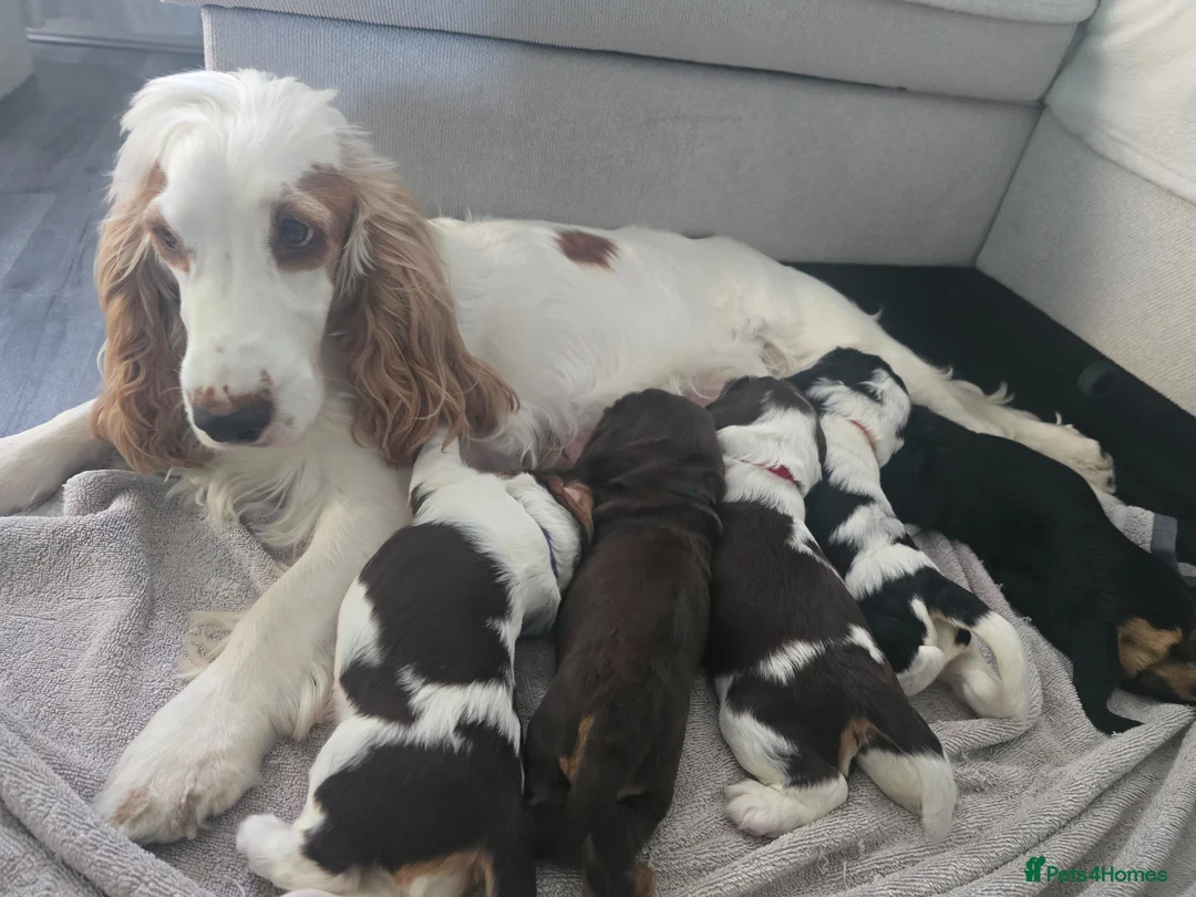 Cocker Spaniel dogs for sale: ❤️ Beautiful KC Registered Show Cocker Spaniels ❤️ - Advert 2