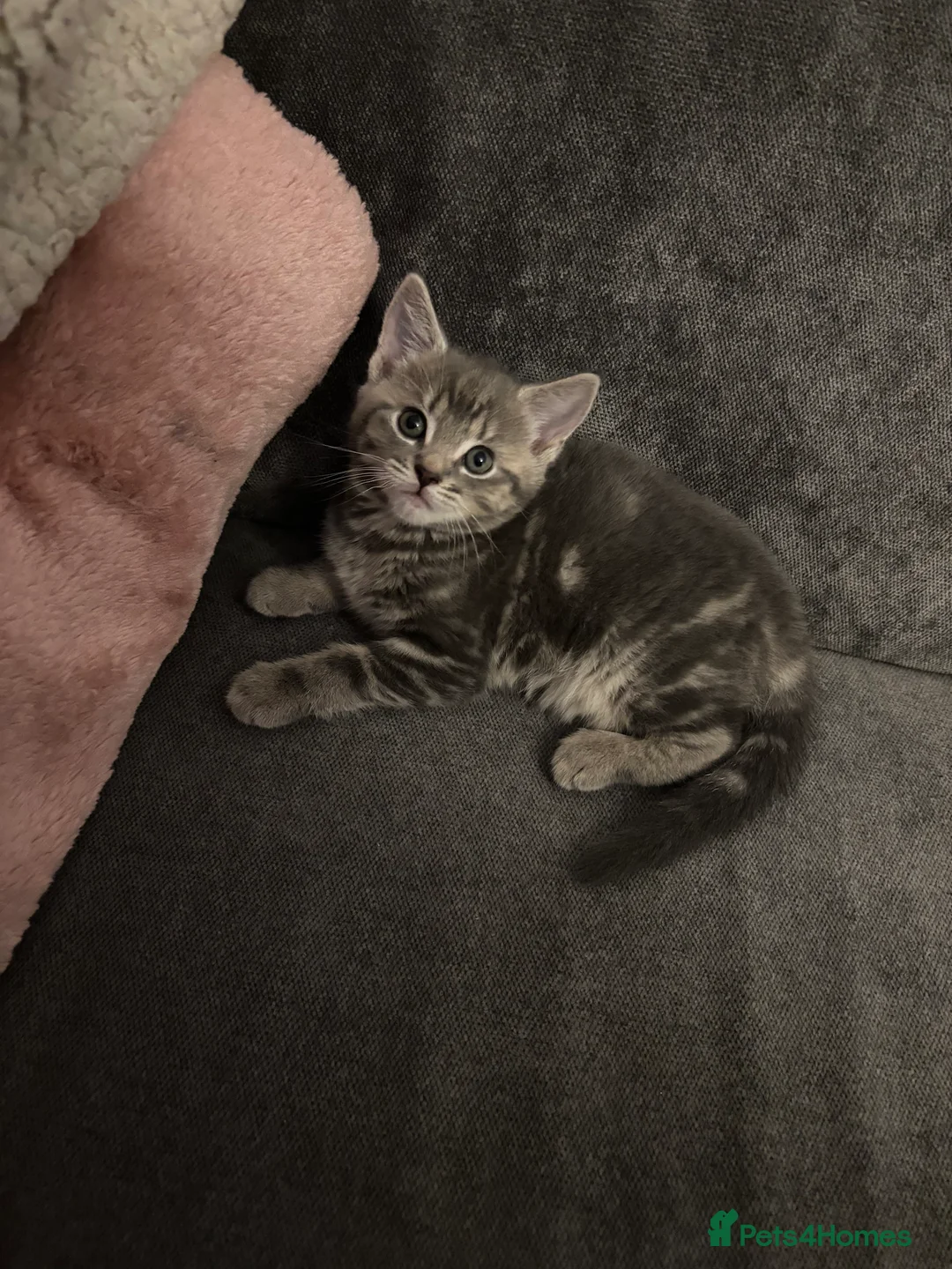 Mixed Breed cats for sale: Loving kittens looking for their forever homes 🐾 - Advert 3