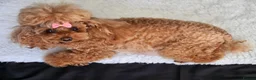 Toy Poodle dogs for sale: Stunning red toy poodle puppies - Advert 3