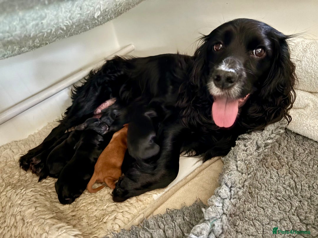 Cocker Spaniel dogs for sale: Working cocker spaniel puppies from family home - Advert 1