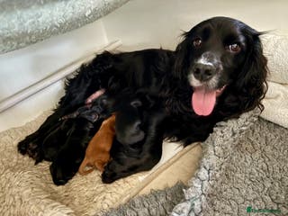 Cocker Spaniel dogs Working cocker spaniel puppies from family home - Advert 4