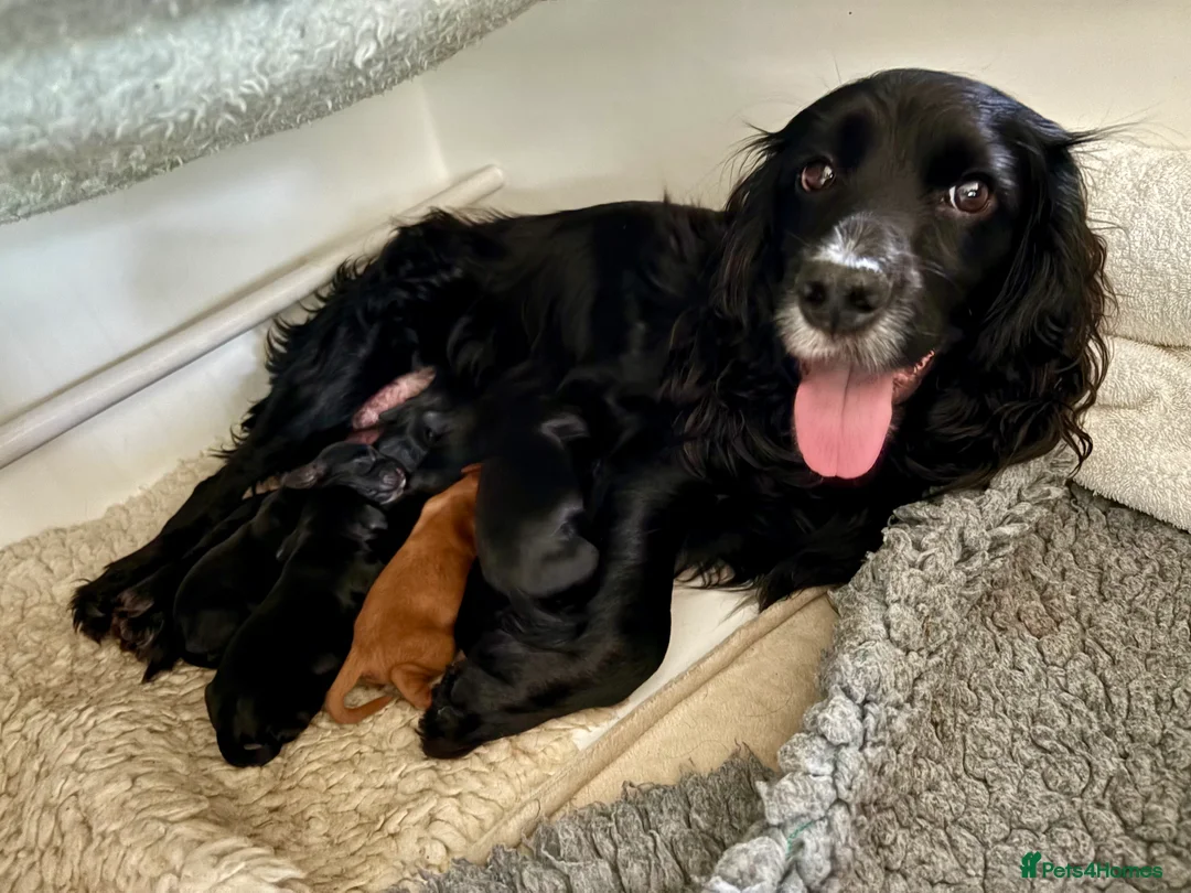 Cocker Spaniel dogs for sale: Working cocker spaniel puppies from family home - Advert 1