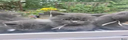 British Shorthair cats for sale: Reserve British Short-haired for forever home - Advert 2