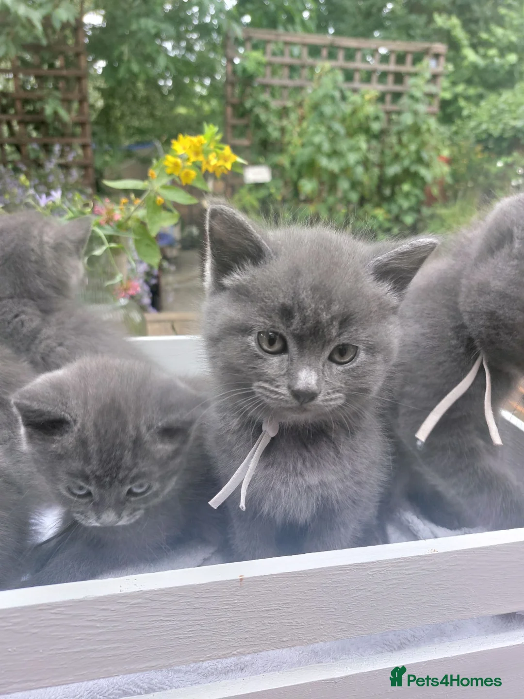 British Shorthair cats for sale: Reserve British Short-haired for forever home - Advert 2