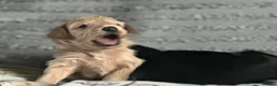 Bordoodle dogs for sale: F1b Miniature Bordoodle  - Advert 34