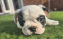 French Bulldog dogs for sale: FRENCHYS Kc from £2500 fluffy, Pink carriers - Image 23