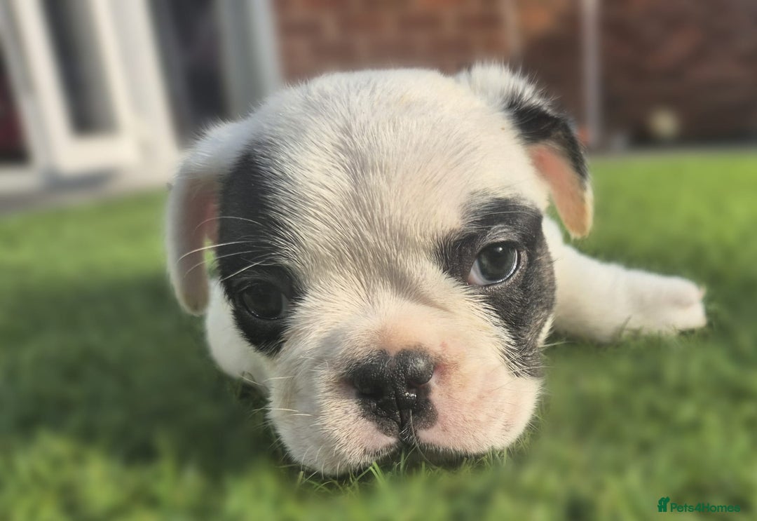 French Bulldog dogs for sale: FRENCHYS Kc from £2500 fluffy, Pink carriers - Image 23