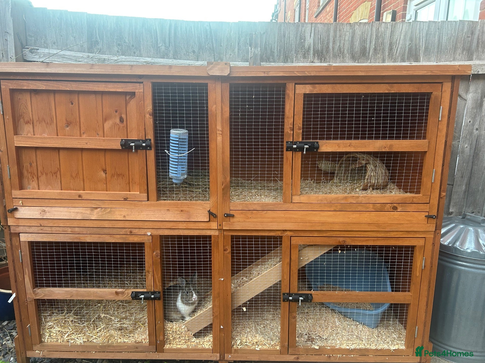 English rabbits Rabbit for sale  - Advert 1