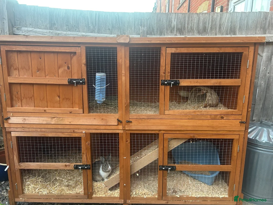 English rabbits for sale: Rabbit for sale  in Canterbury - Advert 1