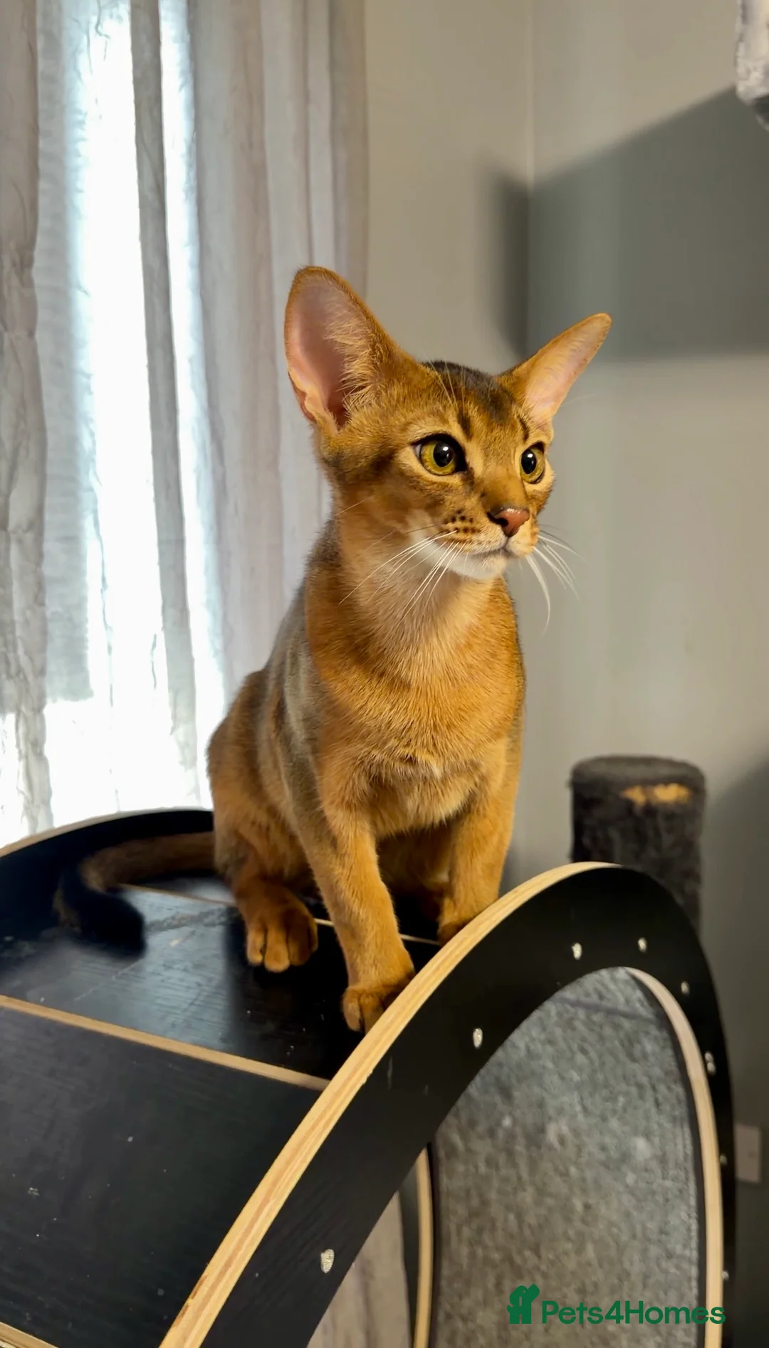 Abyssinian cats for sale: One boy left🤎Raised with Love Abyssinian Kittens - Advert 1