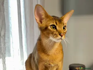 Abyssinian cats One boy left🤎Raised with Love Abyssinian Kittens - Advert 3