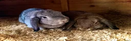 Mini Lop rabbits for sale: Mother and daughter duo  - Advert 4