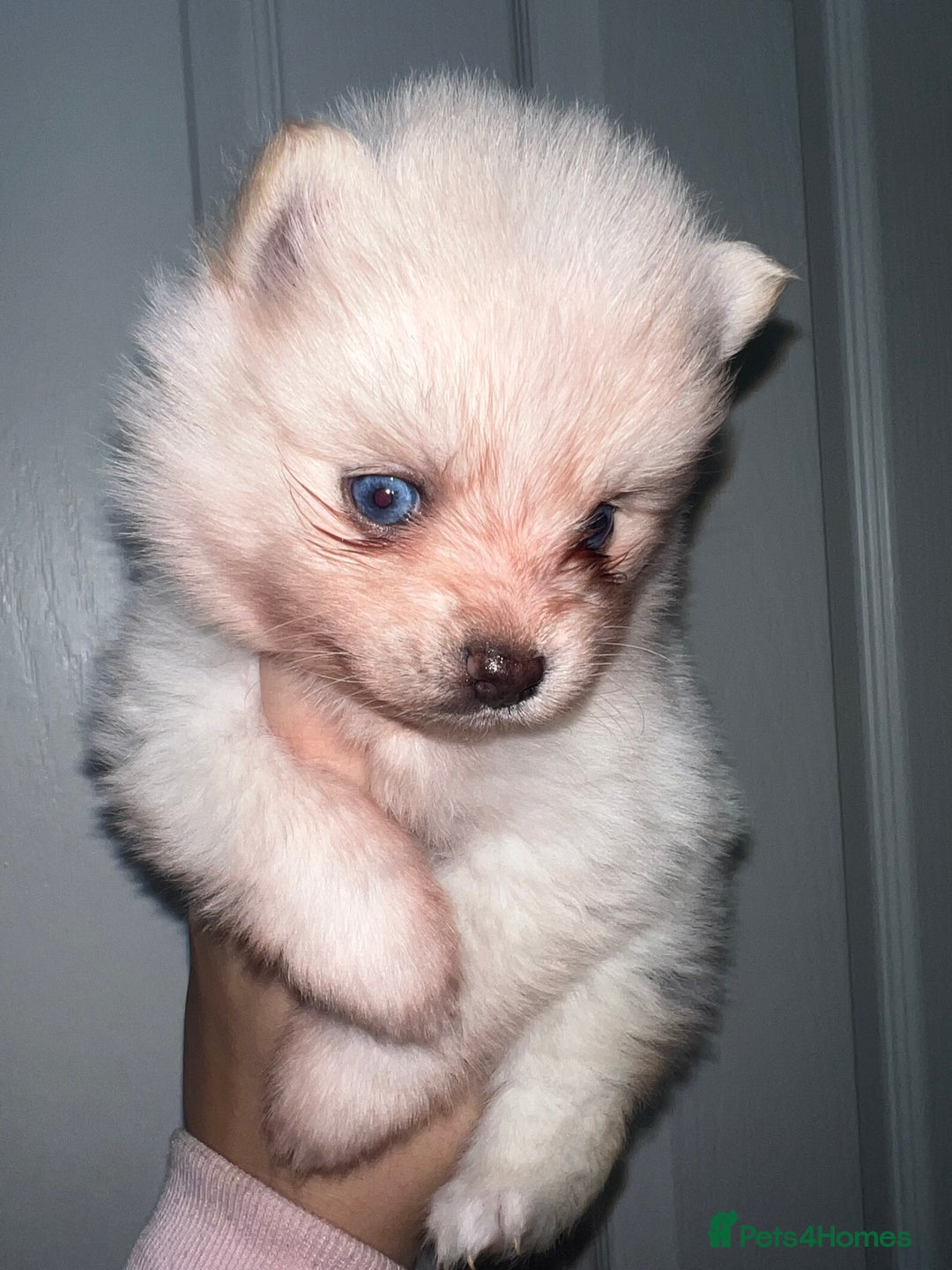Pomsky dogs for sale: F4 Toy Pomsky Puppies - Advert 7