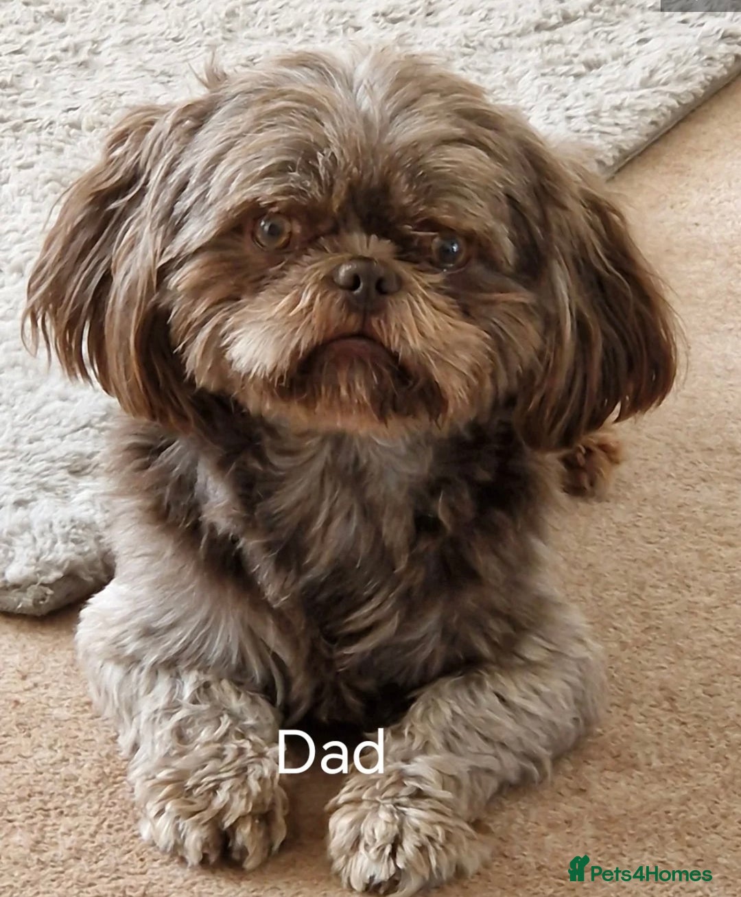 Shih Tzu dogs for sale: Shih tzu puppy boy  - Image 7