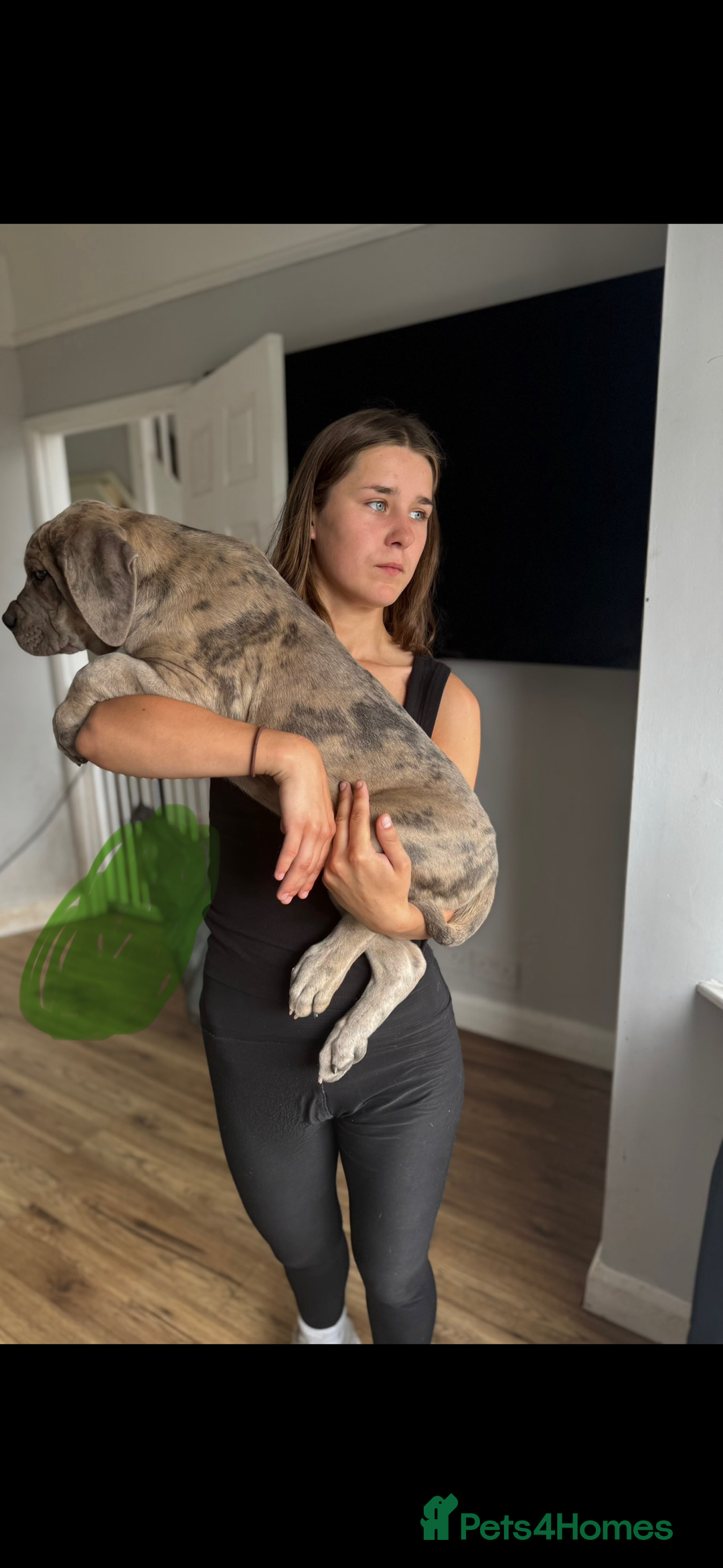 Mixed Breed dogs for sale: TRI MERLE CANE CORSO PUPPIES FOR SALE - Image 31