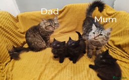 Mixed Breed cats for sale: Half Maine Coon kittens VIDEOS - Image 22