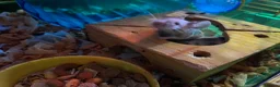 Mouse rodents for sale: 2 female Fancy mice and cage  - Advert 6