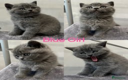 British Shorthair cats for sale: 💙GCCF BSH Kittens🩷 - Image 5