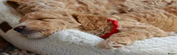 Goldendoodle dogs for sale: Exceptional Health tested Goldendoodle puppies - Advert 6
