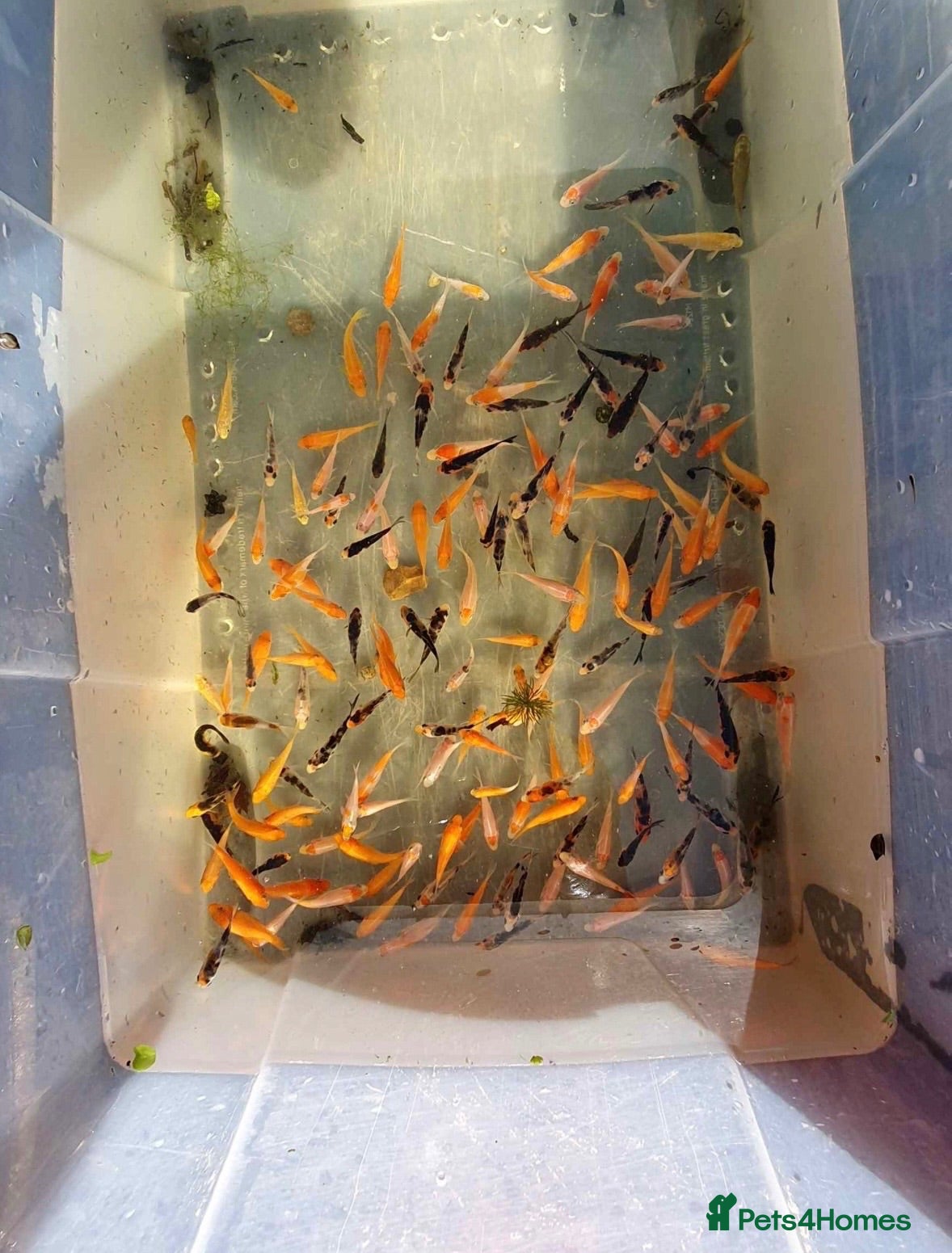 Koi Carp fish Koi fry mixed varieties  - Advert 17