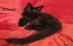 Maine Coon cats for sale: XL beautiful Maine coon gccf kittens for sale  - Advert 15