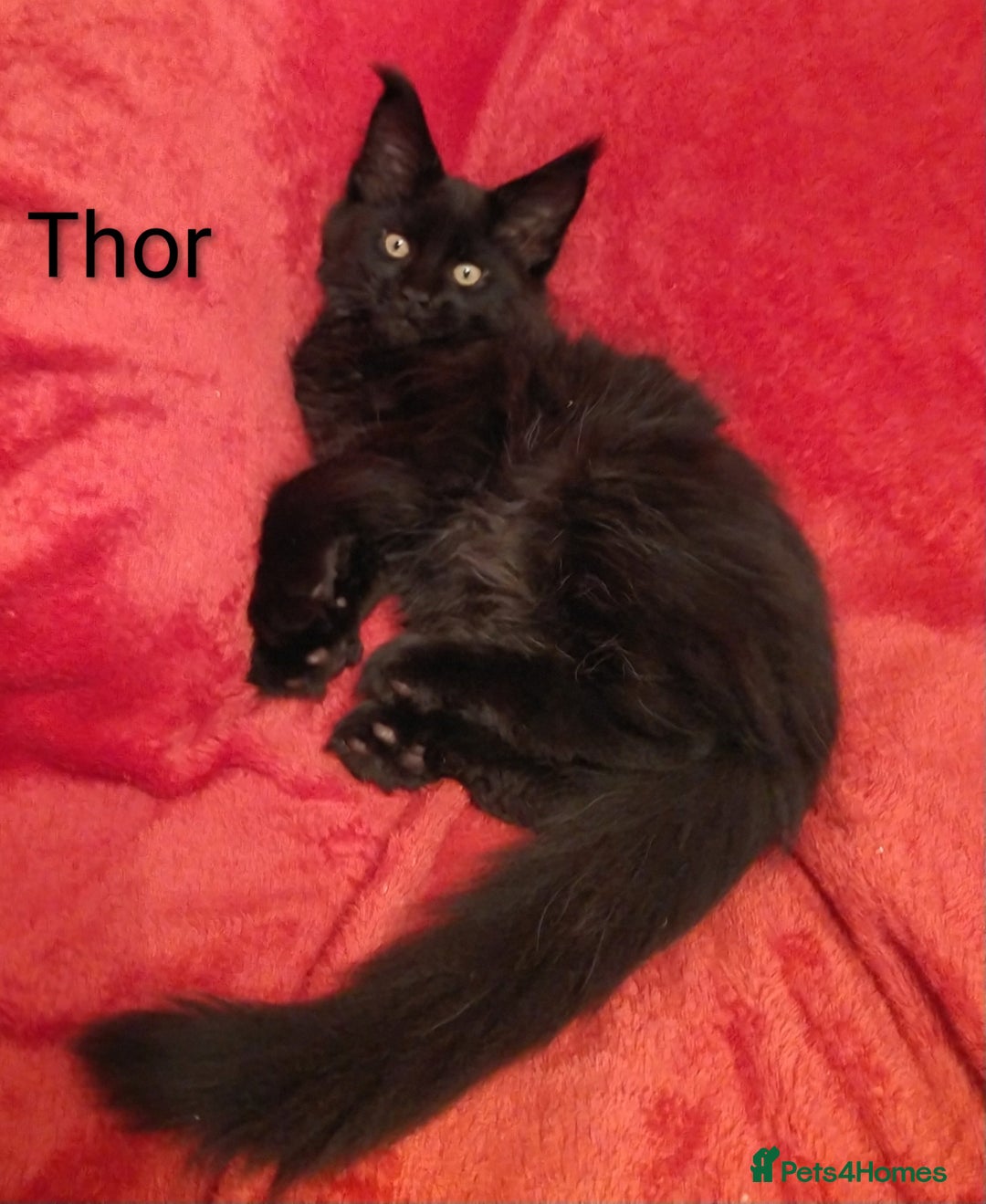 Maine Coon cats for sale: XL beautiful Maine coon gccf kittens for sale  - Advert 15