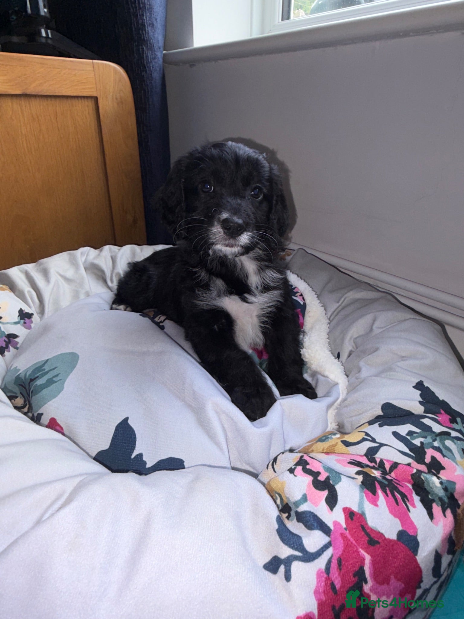 Cockapoo dogs F1 AMAZING BLACK AND WHITE FEMALE AVAILABLE  - Advert 1